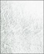 Csincsilla No 40