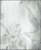 Orchidea