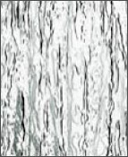 fatörzs No 16